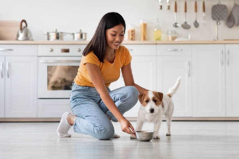 ProPlan Dog Food at The Animal Pharmacy