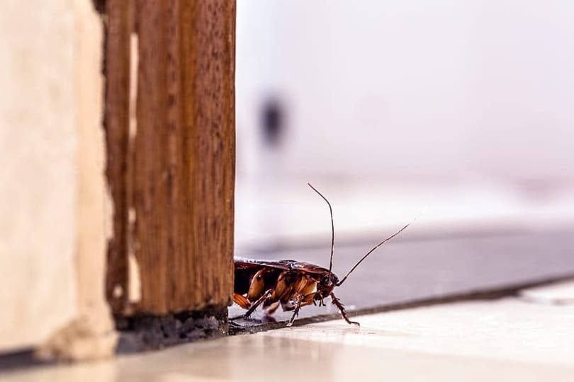 5 Things that Cockroach Pest Control Company Don’t Want You to Know